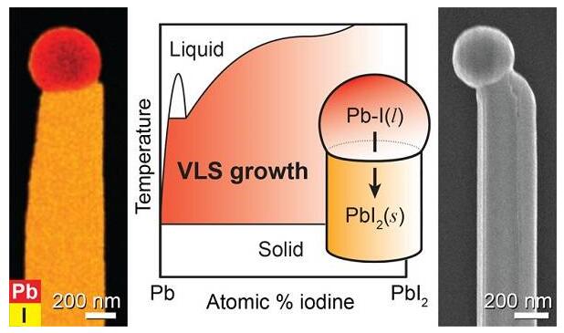 鹵化鉛納米線的自催化氣液固生長及其雜化鈣鈦礦結構轉變