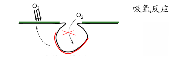 吸氧反應—孔內缺氧、孔外富氧—供氧差異電池