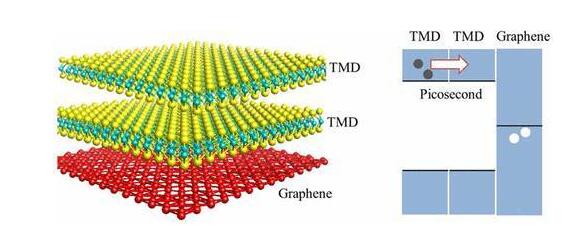 在不相容的過渡金屬二硫族化合物同系物中的超快中間層電子轉移